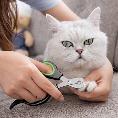 coupe griffe chat ergonomique chat canape