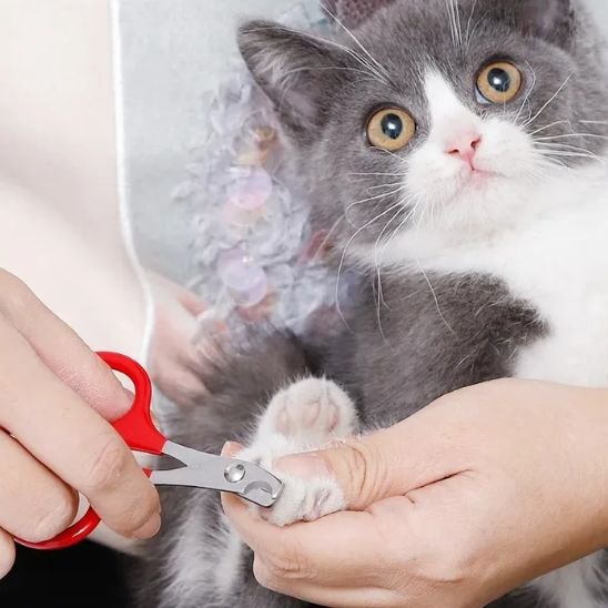Coupe griffe chat leger rouge patte