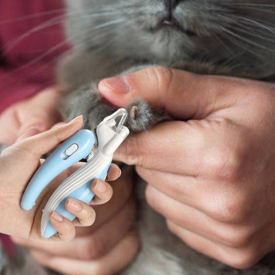 coupe griffe chat maniable bleu blanc patte chat gris