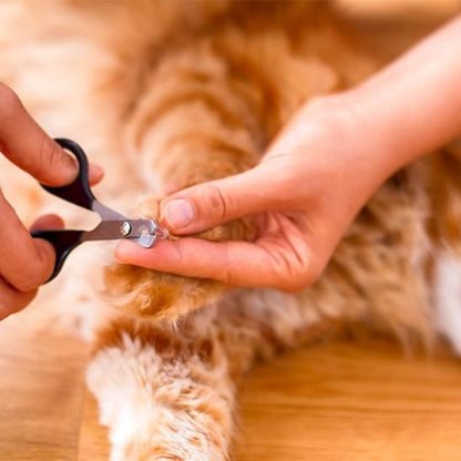 Coupe griffe chat noir leger patte chat