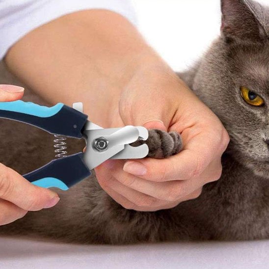 coupe griffe chat robuste chat allonge
