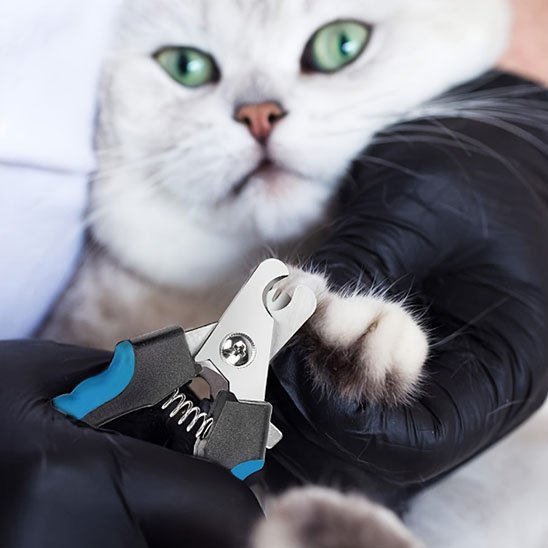 coupe griffe chat robuste chat patte