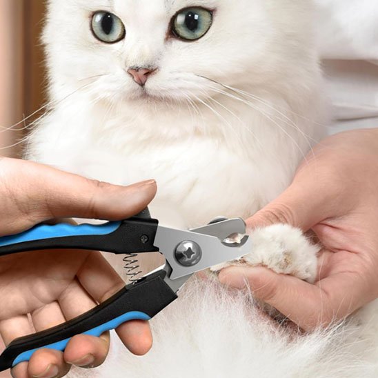 coupe griffe chat robuste mains chat patte