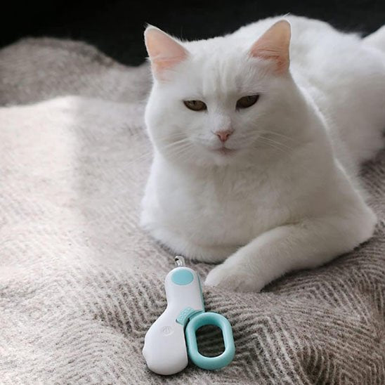 coupe griffe chat securise bleu blanc chat allonge