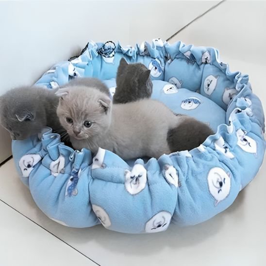 coussin chat cordon de serrage bleu ciel chatons