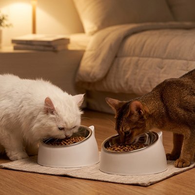 deux chats mangeant dans gamelle pour chat base exterieure blanche dans chambre