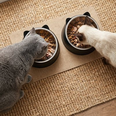 deux chats mangeant dans gamelle pour chat design moderne noir