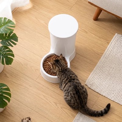 distributeur de croquettes pour chat blanc salon chat mangeant
