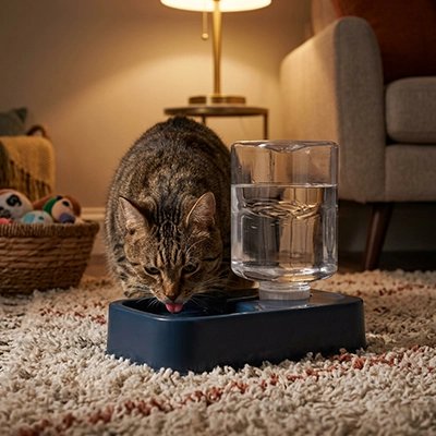 distributeur eau pour chat bleu fonce chat buvant salon