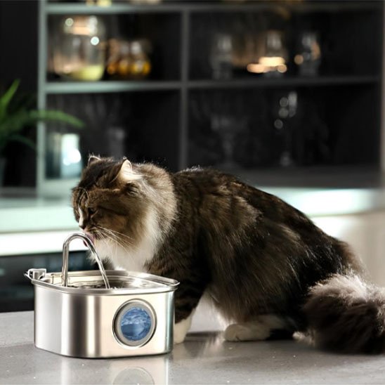 fontaine a eau chat avec chat qui boit dans cuisine