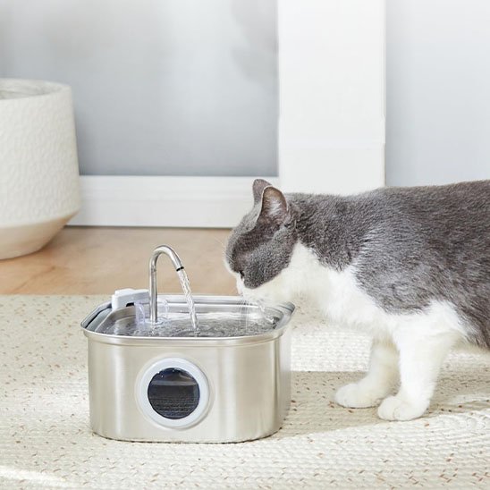 fontaine a eau chat en acier avec chat qui boit