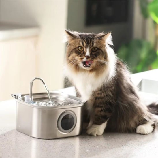 fontaine a eau chat en acier inoxydable avec chat heureux