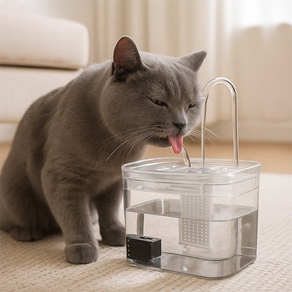 fontaine a eau chat​ transparente avec chat dans salon