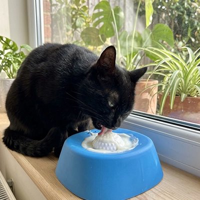 gamelle anti glouton chat bleu chat lechant