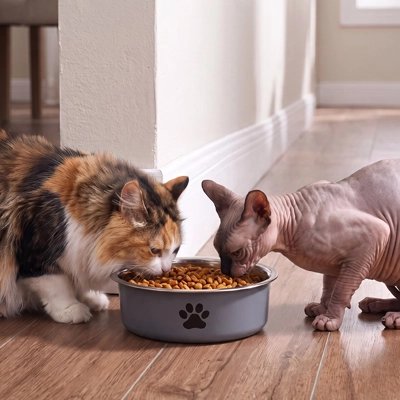 gamelle chat design neutre chats mangeant salon
