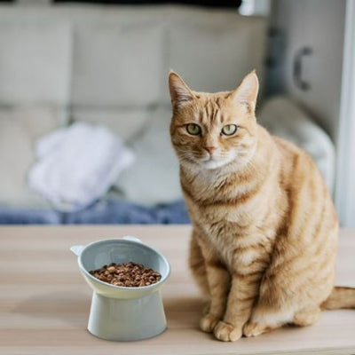 gamelle-chat-surélevée-anti-etouffement-gris
