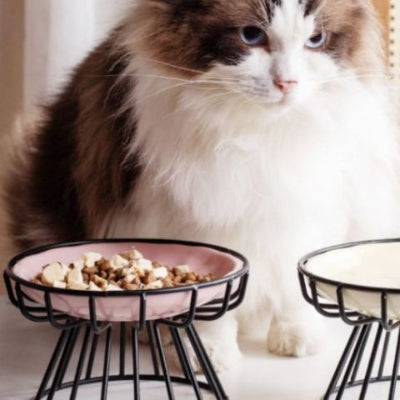 gamelle-chat-surélevée-bol-en-ceramique