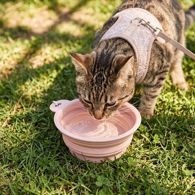 gamelle pour chat rose chat buvant jardin