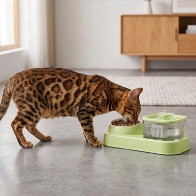 gamelle pour chat vert ensemble 2 en 1 salon