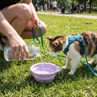 gamelle pour chat violet chat maitre jardin