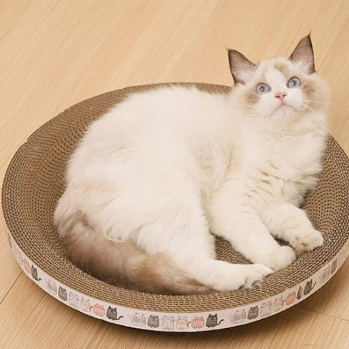 griffoir chat multifonction rond chat apaise