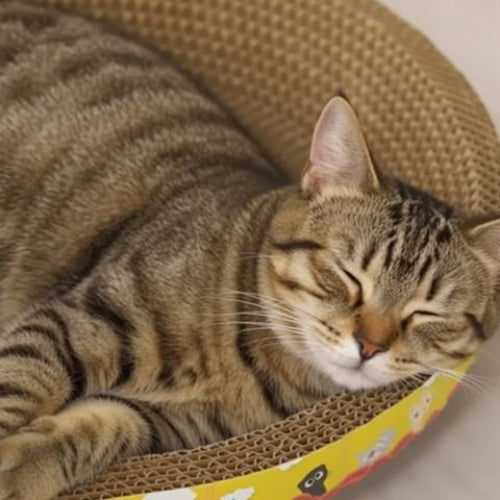 griffoir en carton pour chat forme ovale chat dormant