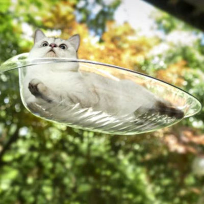 hamac-chat-fenetre-contemporain-transparent