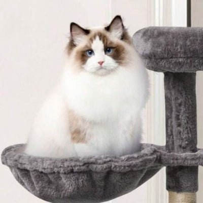 Hamac chat | Pour arbre à chat - Mon Adorable Félin