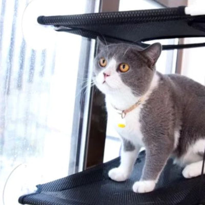 hamac-pour-chat-fenetre-deux-niveaux-paradis-felin