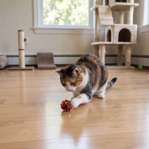 jeu chat balles multicolores chat jouant