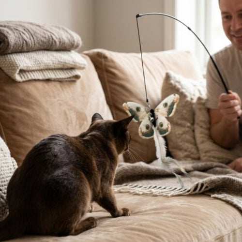 jeu chat canne a peche papillon maitre chat canape