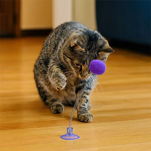 jeu chat pompon ressort violet avec chat