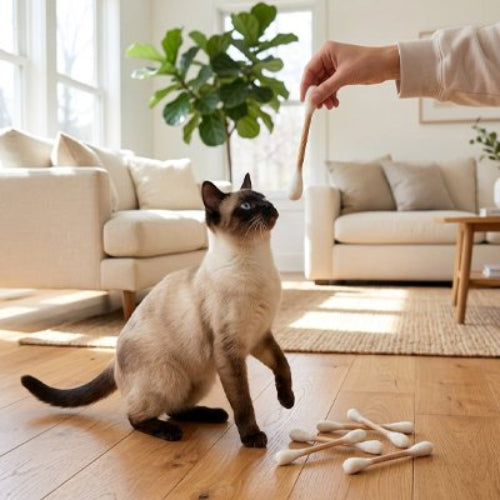 jeu pour chat coton tige blanc avec chat