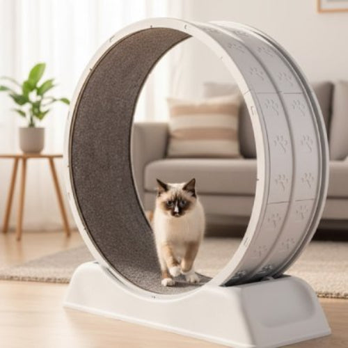 jeu pour chat roue chat assis