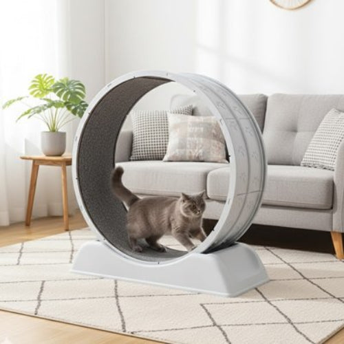 jeu pour chat roue chat jouant
