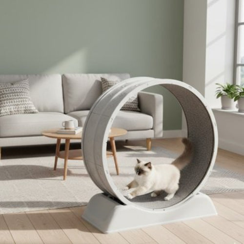 jeu pour chat roue salon chat courant