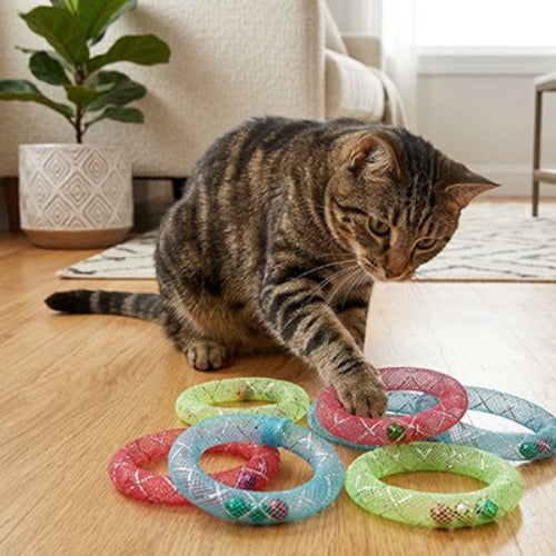 jeux pour chat anneaux multicolores chat jouant salon