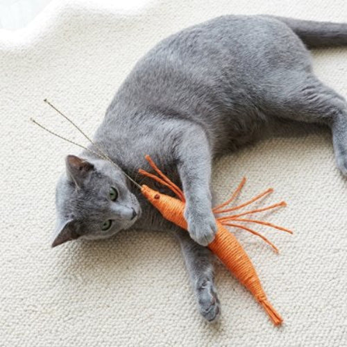 jeux pour chat crevette orange chat allonge