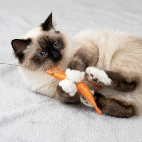 jeux pour chat crevette orange chat jouant