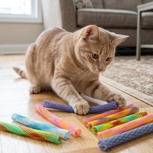 jeux pour chat tubes multicolores salon chat jouant