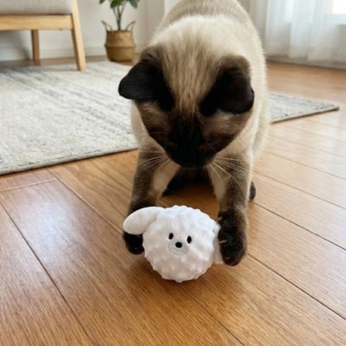 jouet chat interactif balle ourson blanc chat jouant