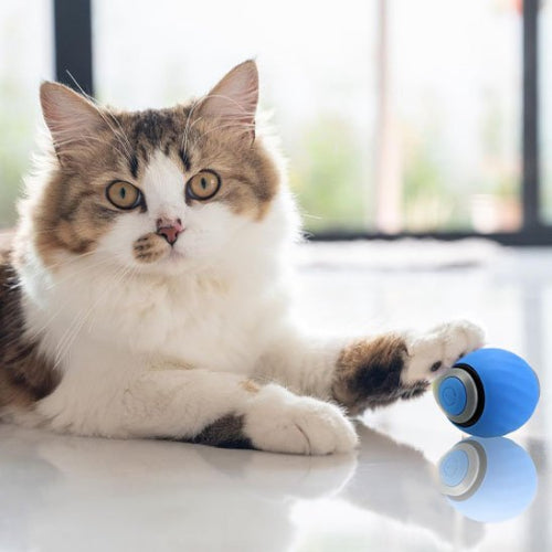 jouet chat interactif bleu boule electrique intelligente chat allonge