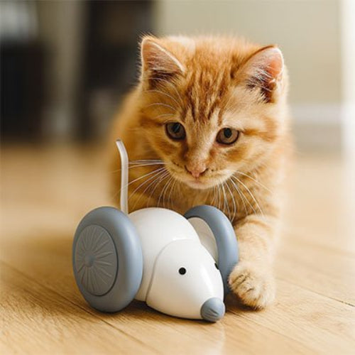 jouet chat interactif souris electrique blanc chaton