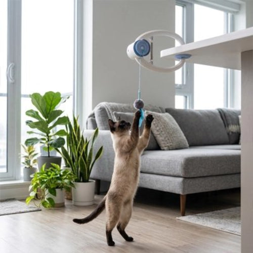jouet chat interactif suspendu chat jouant salon