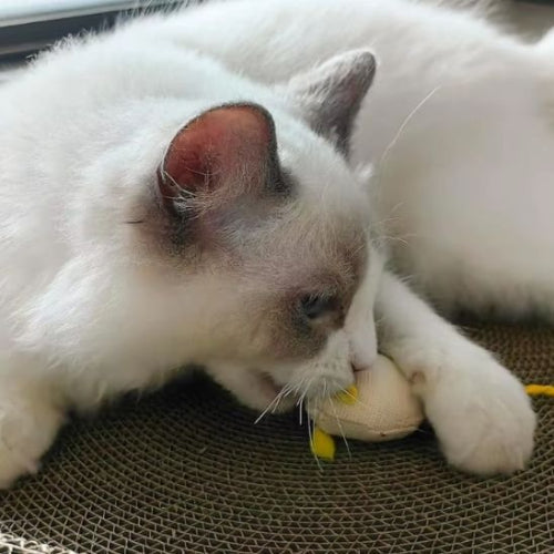 jouet chat souris attractives chat jouant