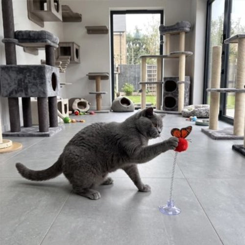 jouet pour chat balle a ressort rouge chat jouant