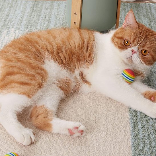 jouet pour chat balle arc en ciel chat allonge