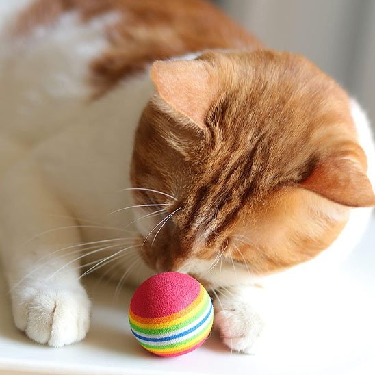 jouet pour chat balle arc en ciel chat jouant