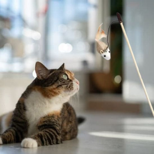 jouet pour chat canne a peche bois avec souris