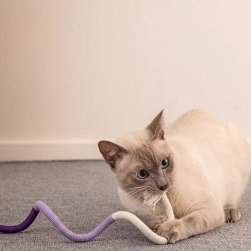 jouet pour chat corde coloree violet chat jouant